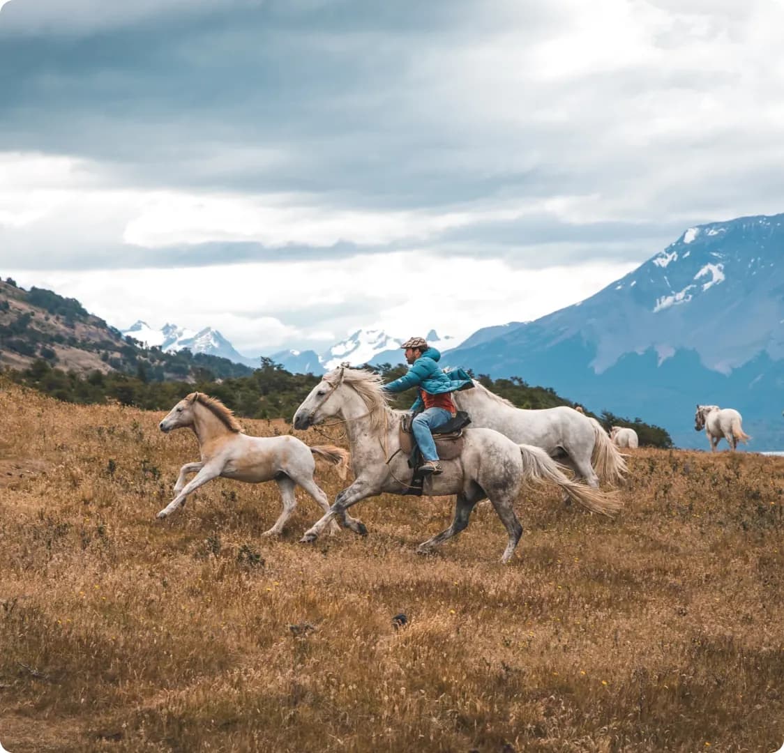 A photograph of a rider and loose horses running across open grassland with snow-covered mountains behind them.